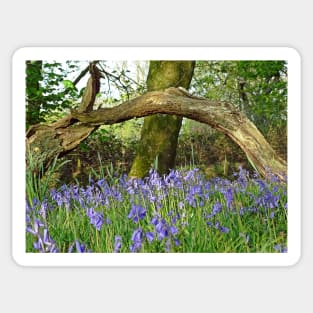 Bluebells under Deadwood Sticker